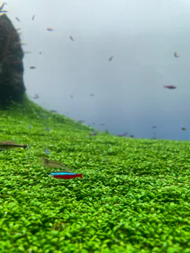 すみだ水族館に投稿された画像（2022/6/13）