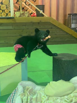 奥飛騨クマ牧場に投稿された画像（2022/6/13）