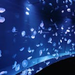 サンシャイン水族館に投稿された画像（2022/6/13）