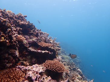 石垣島 ADVENTURE PiPi（イシガキジマアドベンチャーピピ）に投稿された画像（2022/6/13）