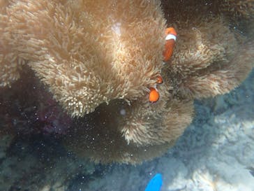 宮古島 ADVENTURE PiPi（ミヤコジマ アドベンチャー ピピ）に投稿された画像（2022/6/13）