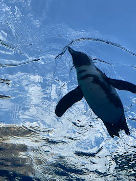サンシャイン水族館に投稿された画像（2022/6/13）