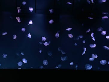 サンシャイン水族館に投稿された画像（2022/6/13）