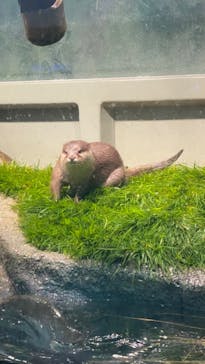 サンシャイン水族館に投稿された画像（2022/6/13）