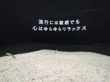 横浜開運水族館 フォーチュンアクアリウムに投稿された画像（2022/6/13）