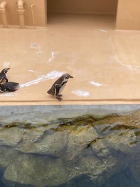 アクアワールド茨城県大洗水族館に投稿された画像（2022/6/13）