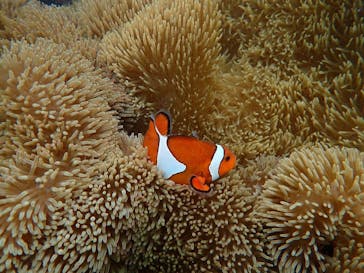 宮古島 ADVENTURE PiPi（ミヤコジマ アドベンチャー ピピ）に投稿された画像（2022/6/14）