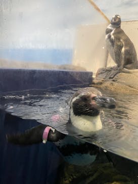 新江ノ島水族館に投稿された画像（2022/6/14）