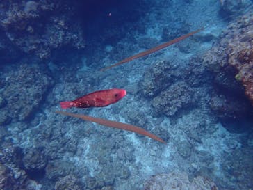 ダイビングショップ Sea Free（シーフリー）に投稿された画像（2022/6/14）