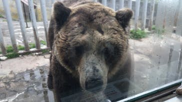 のぼりべつクマ牧場に投稿された画像（2022/6/14）