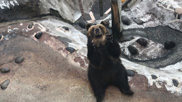 のぼりべつクマ牧場に投稿された画像（2022/6/14）