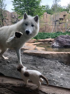 那須どうぶつ王国に投稿された画像（2022/6/14）