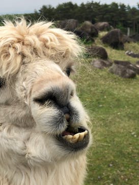 那須どうぶつ王国に投稿された画像（2022/6/14）