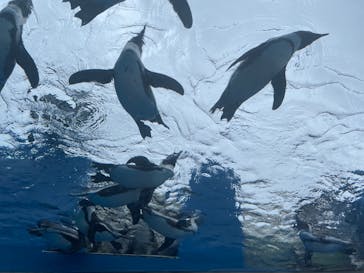 サンシャイン水族館に投稿された画像（2022/6/14）