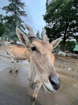 群馬サファリパークに投稿された画像（2022/6/14）