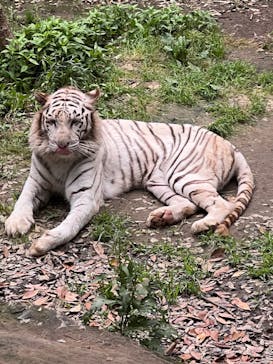 群馬サファリパークに投稿された画像（2022/6/14）