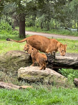 群馬サファリパークに投稿された画像（2022/6/14）