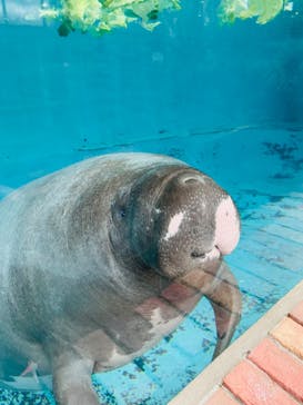 熱川バナナワニ園に投稿された画像（2022/6/14）