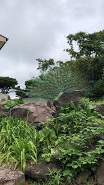 伊豆シャボテン動物公園に投稿された画像（2022/6/14）