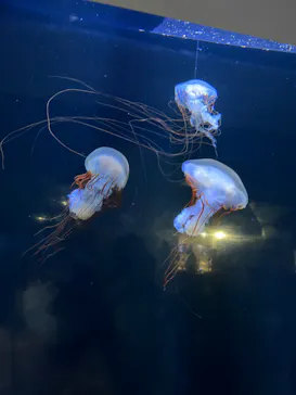 横浜・八景島シーパラダイスに投稿された画像（2022/6/14）