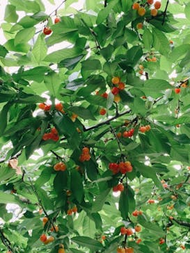 果実の里 原田農園に投稿された画像（2022/6/14）