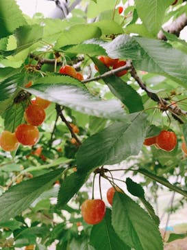 果実の里 原田農園に投稿された画像（2022/6/14）