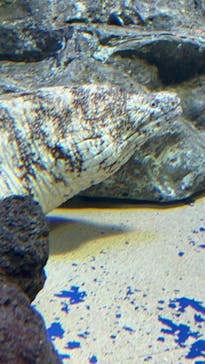 サンシャイン水族館に投稿された画像（2022/6/15）