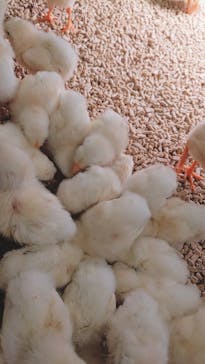 Moff animal cafe イオンモール幕張新都心店に投稿された画像（2022/6/15）