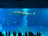 沖縄美ら海水族館に投稿された画像（2022/6/15）