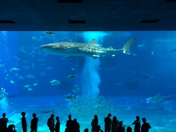 沖縄美ら海水族館に投稿された画像（2022/6/15）
