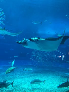 沖縄美ら海水族館に投稿された画像（2022/6/15）