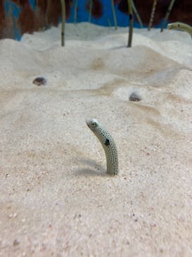 沖縄美ら海水族館に投稿された画像（2022/6/15）