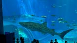 沖縄美ら海水族館に投稿された画像（2022/6/15）