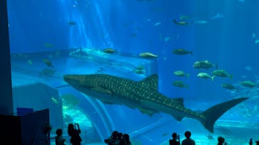沖縄美ら海水族館に投稿された画像（2022/6/15）