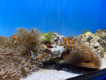 沖縄美ら海水族館に投稿された画像（2022/6/15）