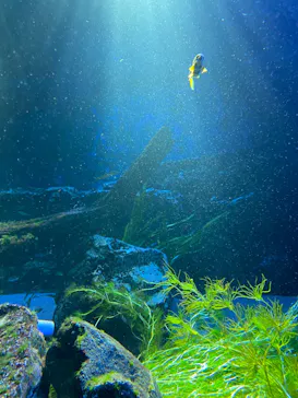 サンシャイン水族館に投稿された画像（2022/6/15）