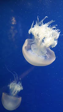 鴨川シーワールドに投稿された画像（2022/6/15）