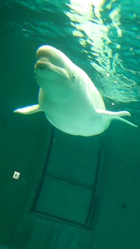 鴨川シーワールドに投稿された画像（2022/6/15）