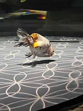 すみだ水族館に投稿された画像（2022/6/15）