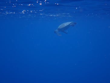 石垣島 ADVENTURE PiPi（イシガキジマアドベンチャーピピ）に投稿された画像（2022/6/15）