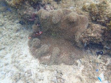 石垣島 ADVENTURE PiPi（イシガキジマアドベンチャーピピ）に投稿された画像（2022/6/15）