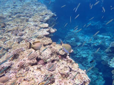 石垣島 ADVENTURE PiPi（イシガキジマアドベンチャーピピ）に投稿された画像（2022/6/15）