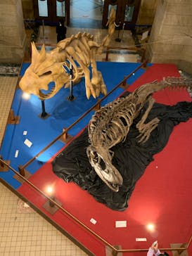 国立科学博物館　特別企画展「ポケモン化石博物館」に投稿された画像（2022/6/15）