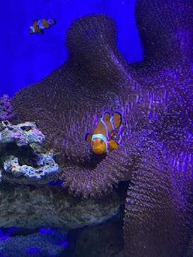 新江ノ島水族館に投稿された画像（2022/6/15）