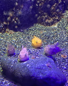 新江ノ島水族館に投稿された画像（2022/6/15）