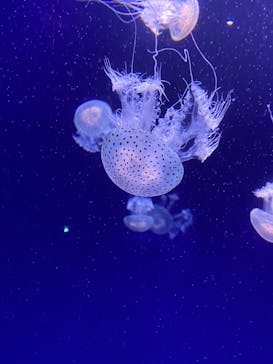 新江ノ島水族館に投稿された画像（2022/6/15）