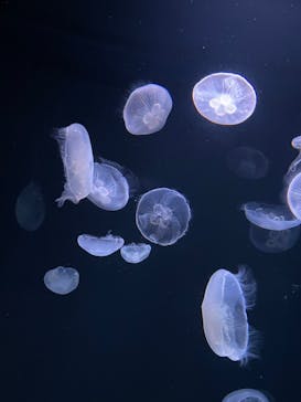 サンシャイン水族館に投稿された画像（2022/6/15）