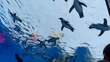 サンシャイン水族館に投稿された画像（2022/6/15）