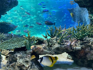 サンシャイン水族館に投稿された画像（2022/6/15）