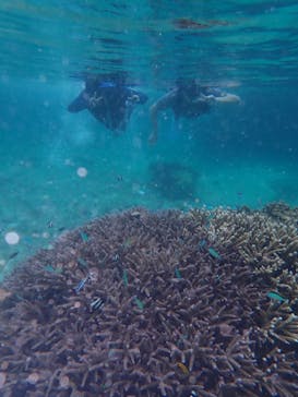 宮古島 ADVENTURE PiPi（ミヤコジマ アドベンチャー ピピ）に投稿された画像（2022/6/15）